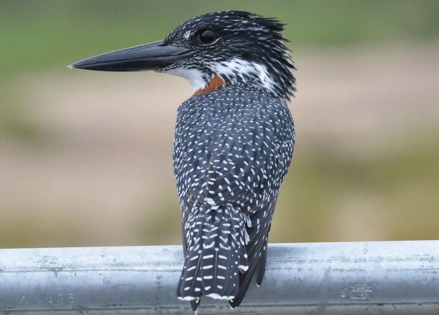 Megaceryle maxima, Martim-pescador Africano Gigante