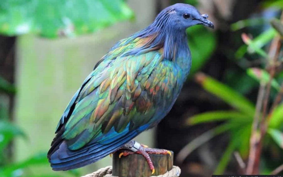 Os pássaros mais coloridos do mundo, Nicobar Pigeon