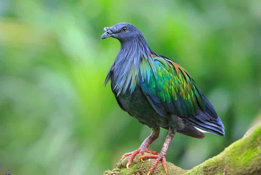 Os pássaros mais coloridos do mundo, Nicobar Pigeon