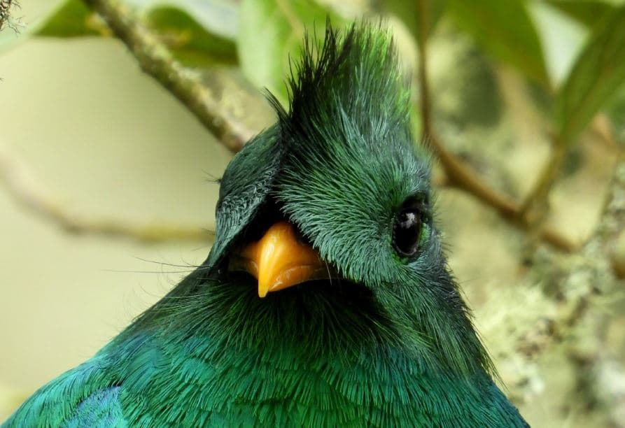 Os pássaros mais coloridos do mundo, Pharomachrus Mocinno