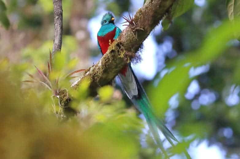 Os pássaros mais coloridos do mundo, Pharomachrus Mocinno