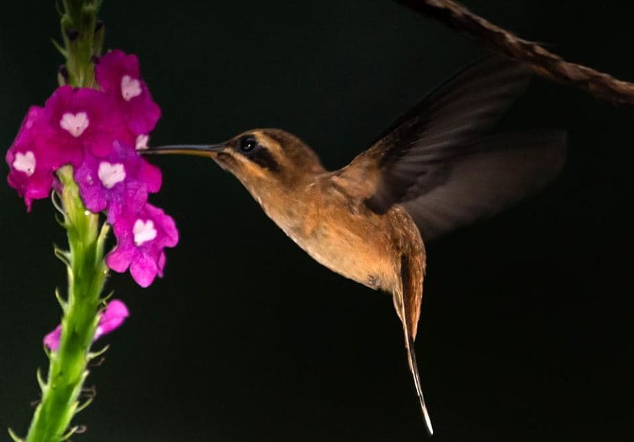 Phaethornis striigularis, Beija-flor listrado
