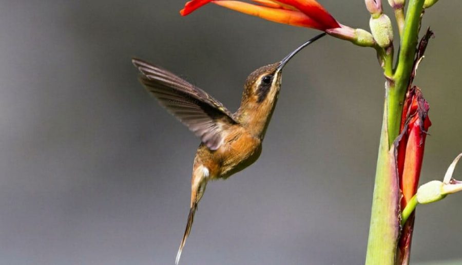 Phaethornis striigularis, Beija-flor listrado