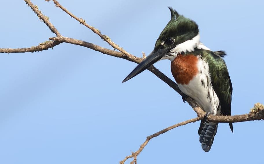 pescador da Amazónia, Chloroceryle amazona