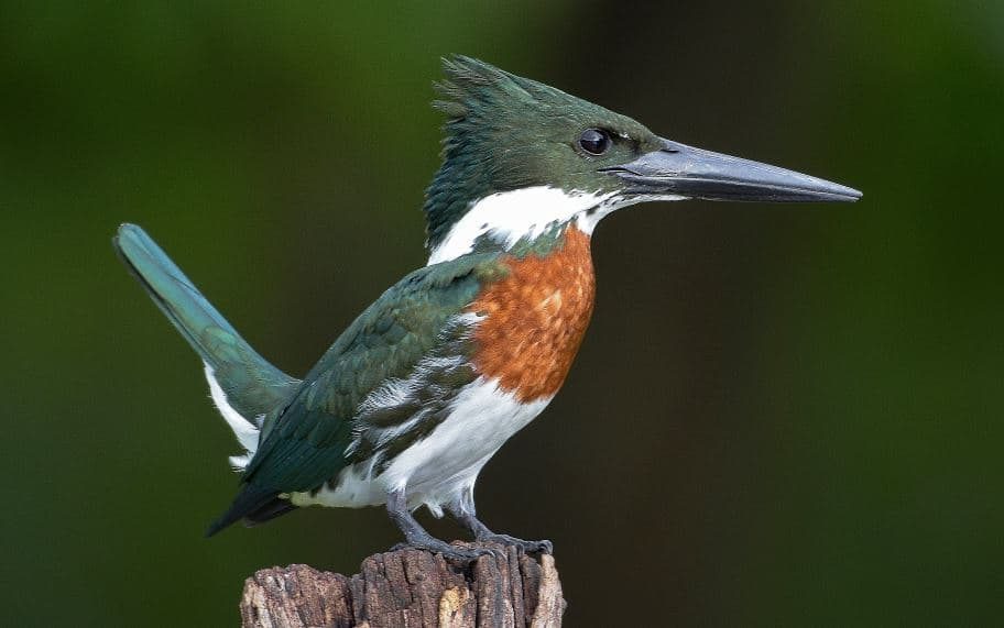 pescador da Amazónia, Chloroceryle amazona