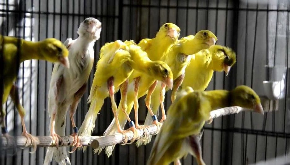 Canário de Caracóis do Sul