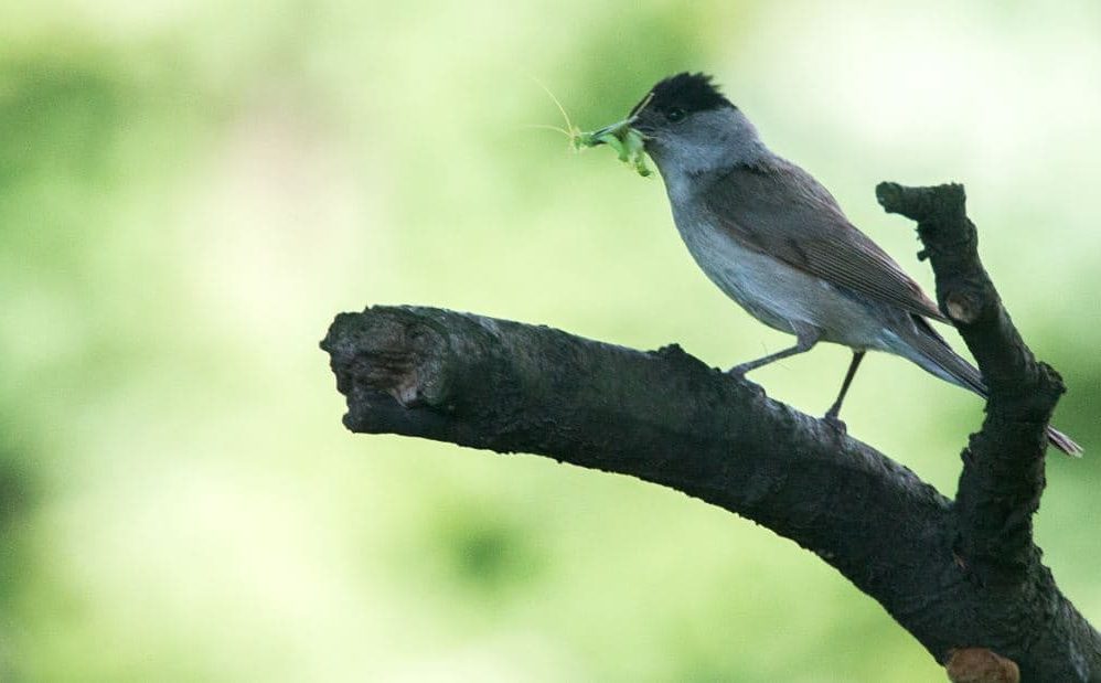 Como são os Sylviidae