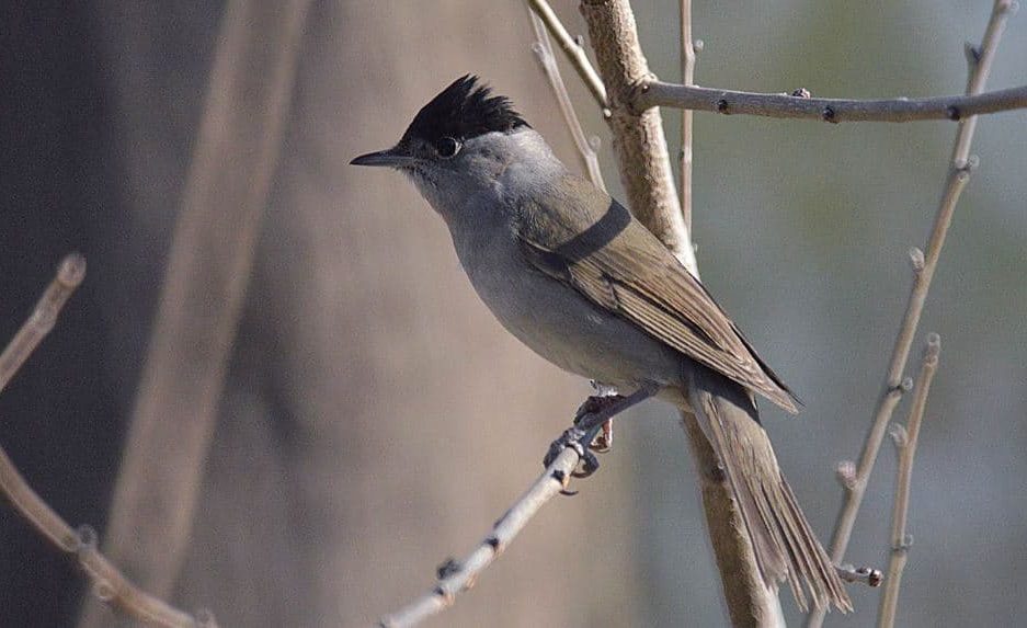 Como são os Sylviidae