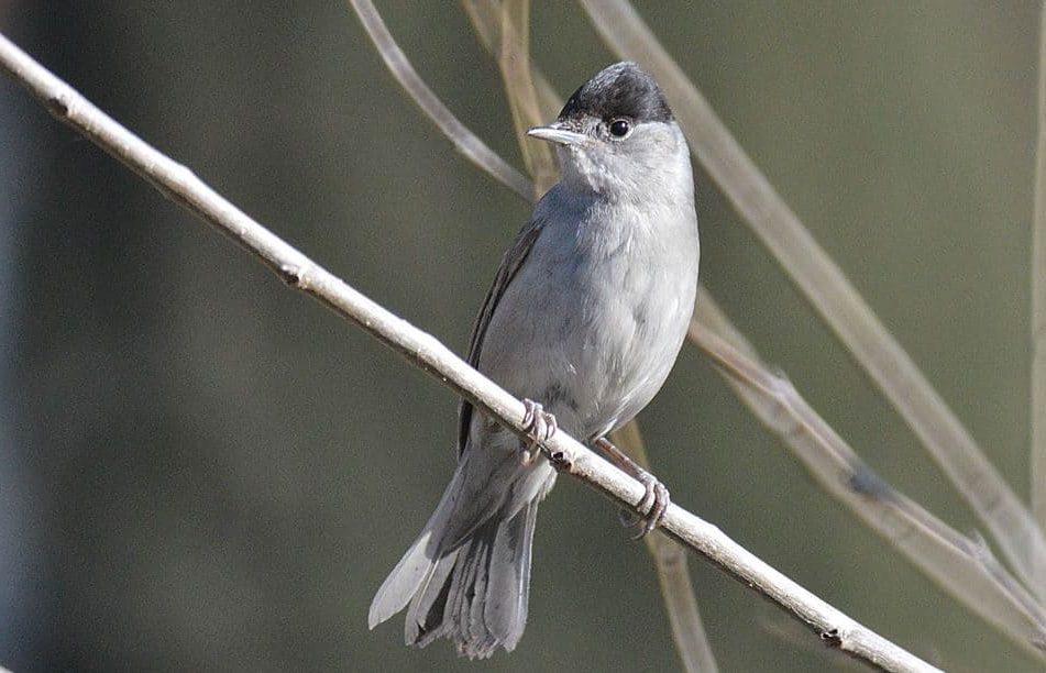 Como são os Sylviidae