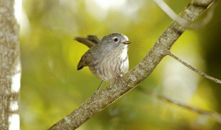 Como são os Sylviidae