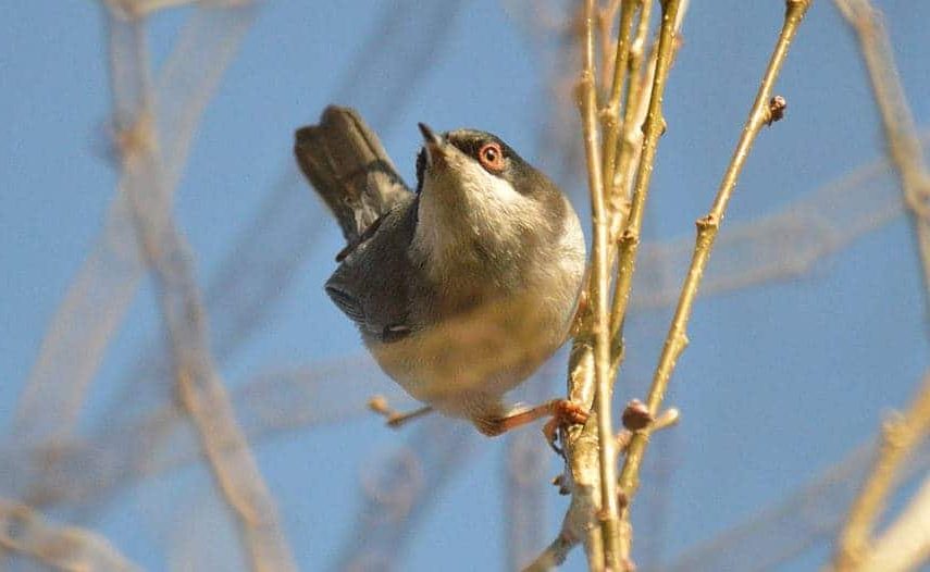 Como são os Sylviidae