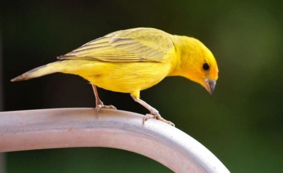 Curiosidades sobre os canários