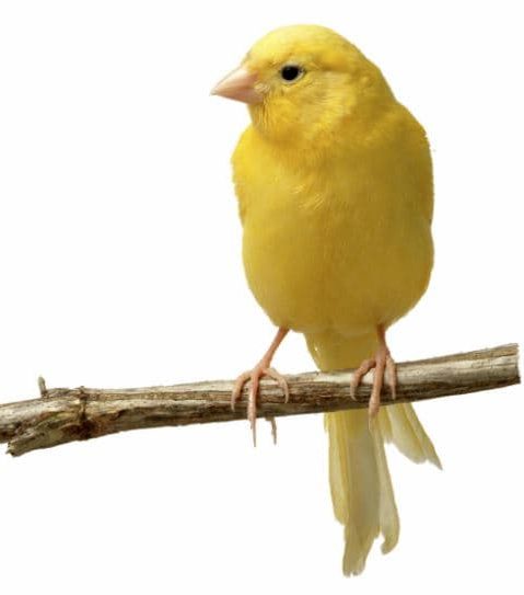 Curiosidades sobre os canários