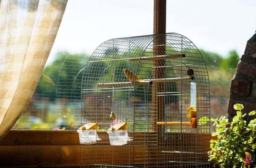 Curiosidades sobre os canários