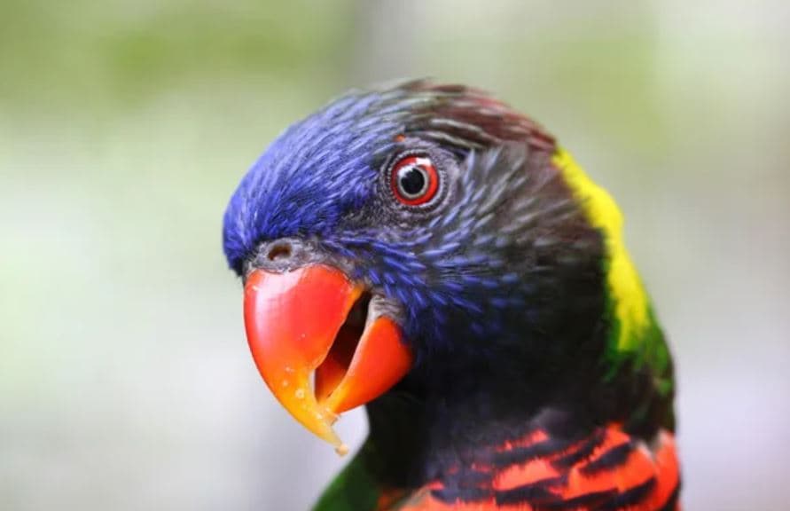 Lorikeet de Coco Trichoglossus haematodus