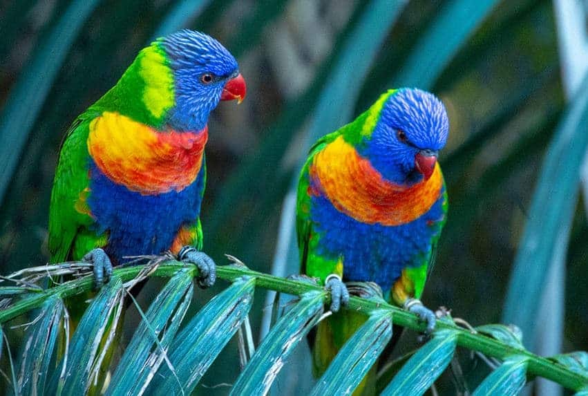 Lorikeet de Coco Trichoglossus haematodus