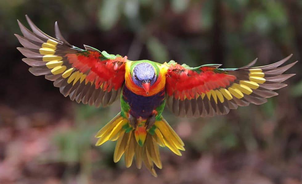Lorikeet de Coco Trichoglossus haematodus