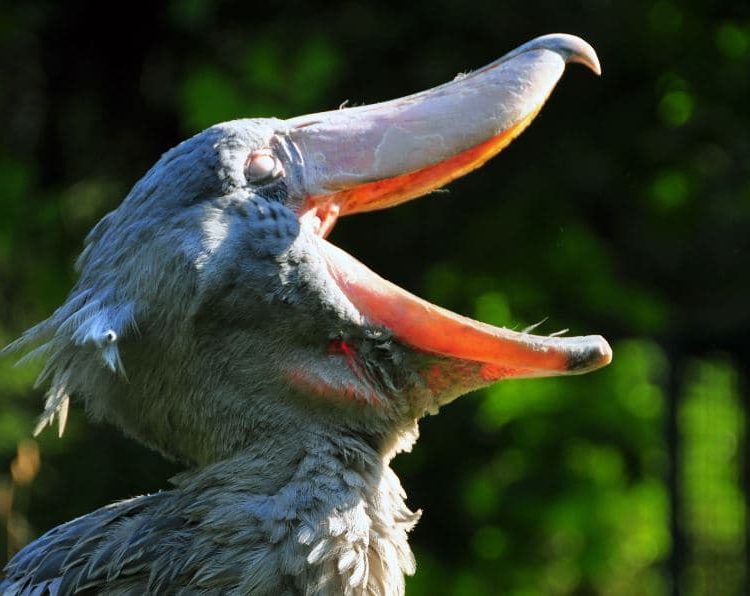 Balaeniceps Rex, Picozapato