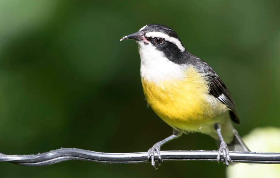 Bananeira (Coereba flaveola), aves mais pequenas do mundo