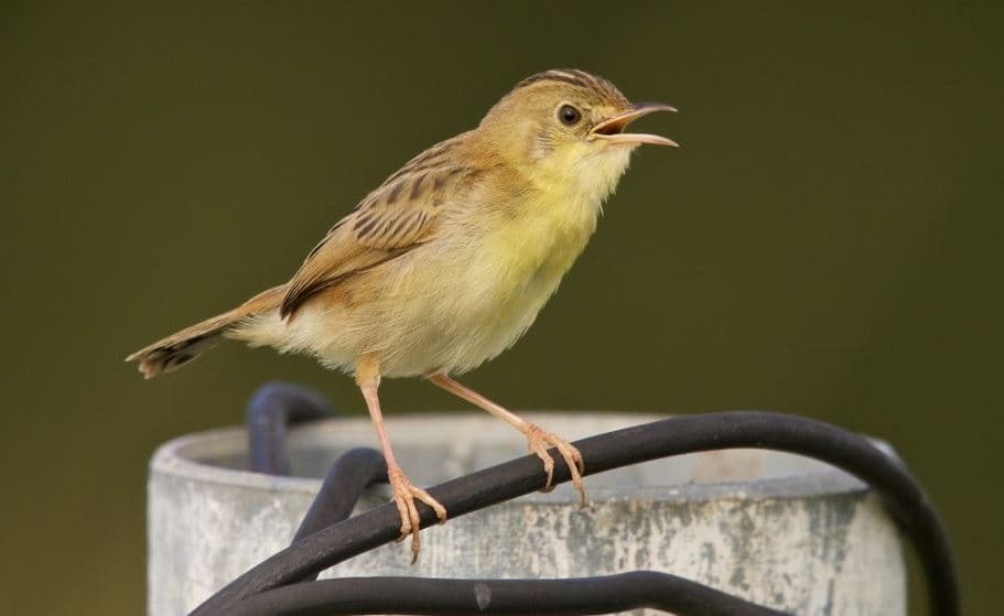 Cysticola exilis (Cisticola exilis), aves mais pequenas do mundo