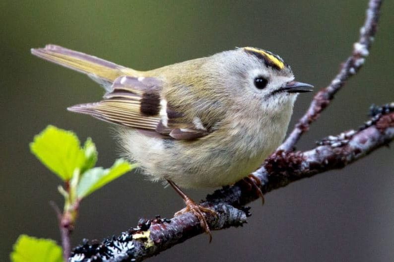 Estrelinha-de-Poupa (Regulus regulus), aves mais pequenas do mundo