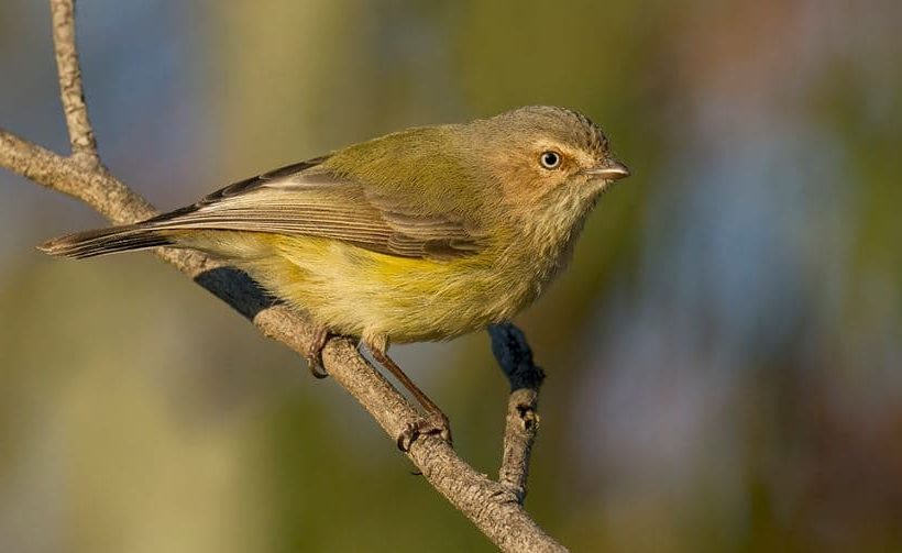 Gerigão de bico curto (Smicrornis brevirostris), aves mais pequenas do mundo