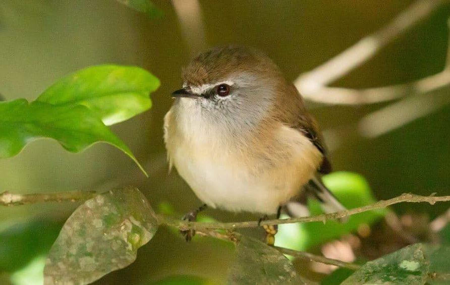 Gerígono-castanho (Gerygone mouki), aves mais pequenas do mundo