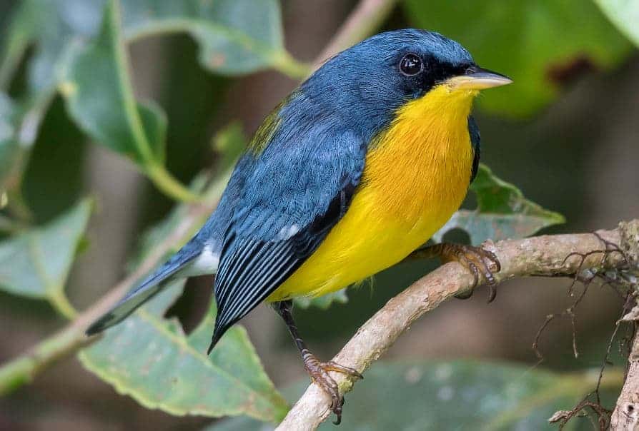 O Chipe azul (Parula pitiayumi), aves mais pequenas do mundo