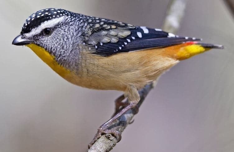 Pardalot (Pardalotidae), aves mais pequenas do mundo