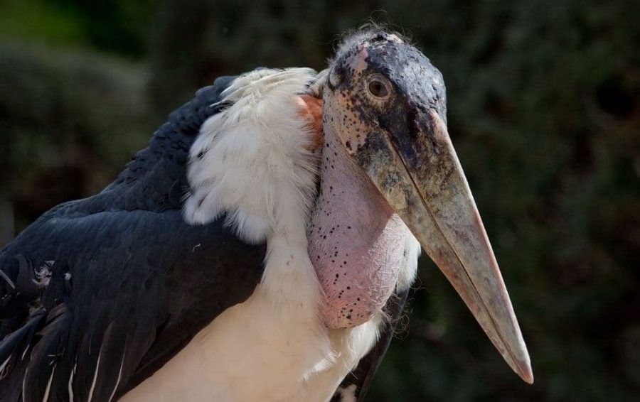 Tudo sobre o marabu africano