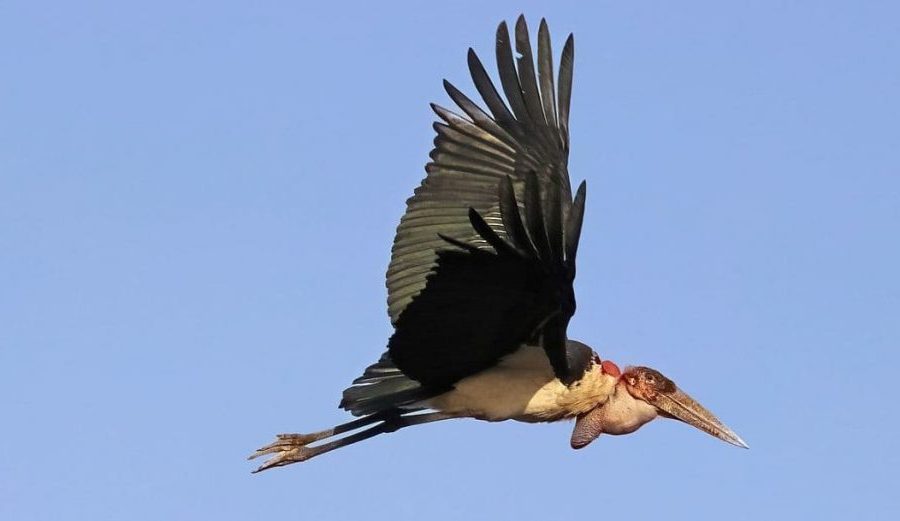 Tudo sobre o marabu africano