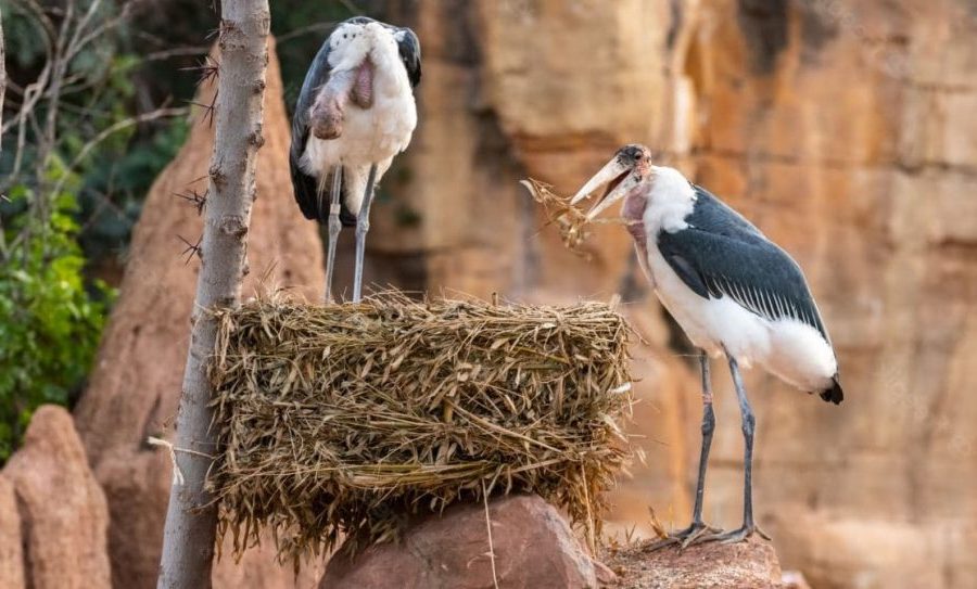 Tudo sobre o marabu africano