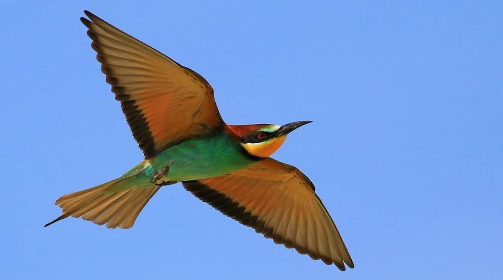 melhores aves em Portugal