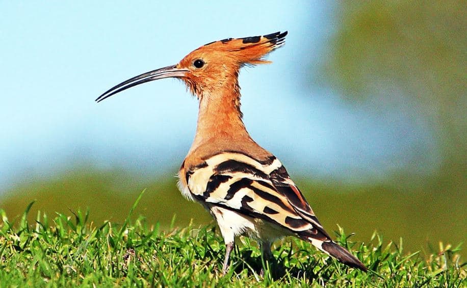 melhores aves em Portugal