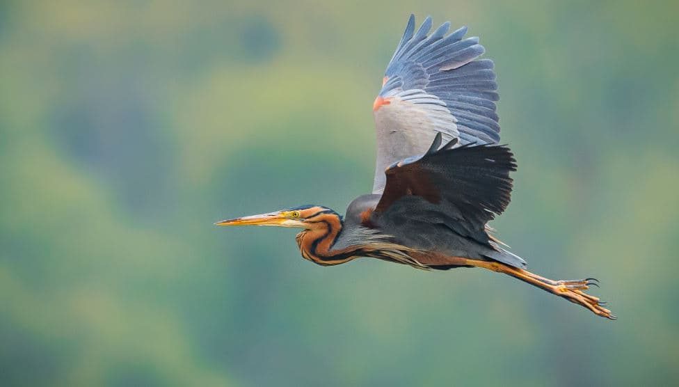 melhores aves em Portugal