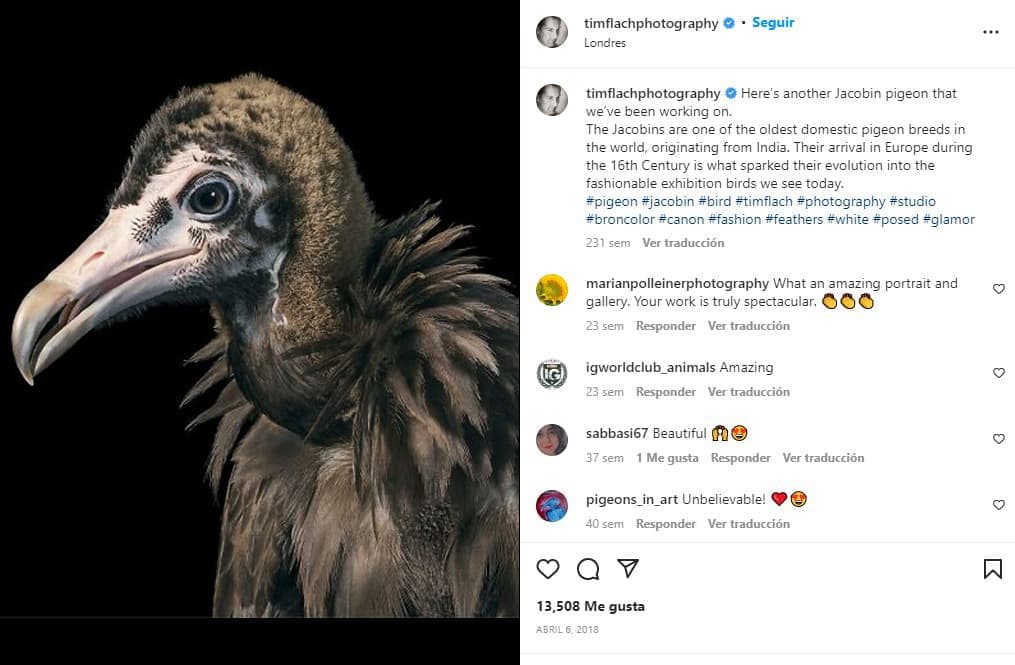 retratos-aves-raras-Abutre egípcio