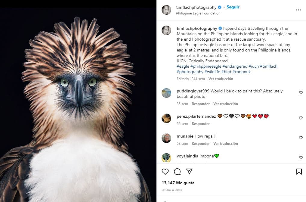 retratos-aves-raras-Águila monera o filipina