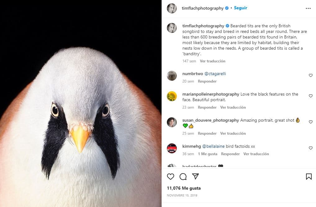 retratos-aves-raras-Bigotudo