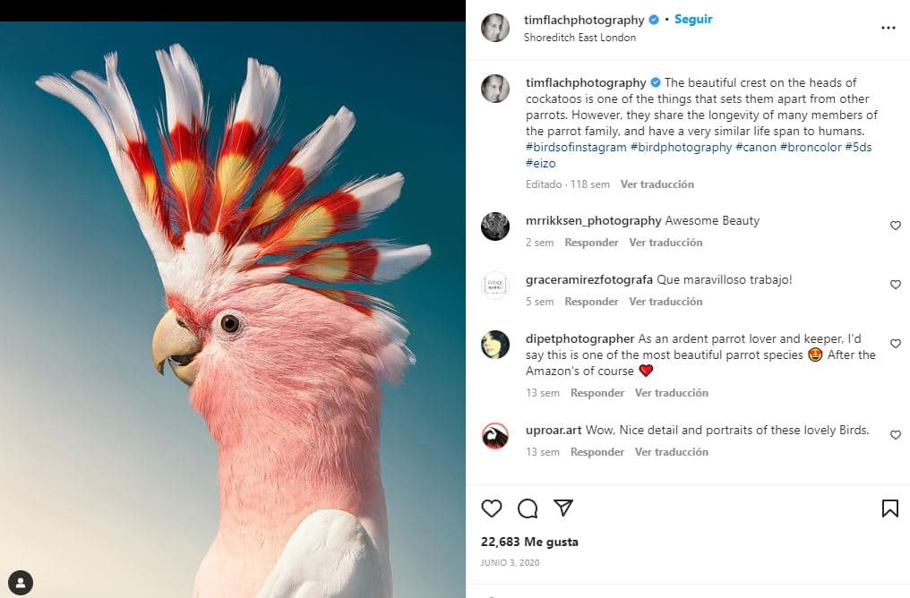 retratos-aves-raras-Cacatúa abanderada