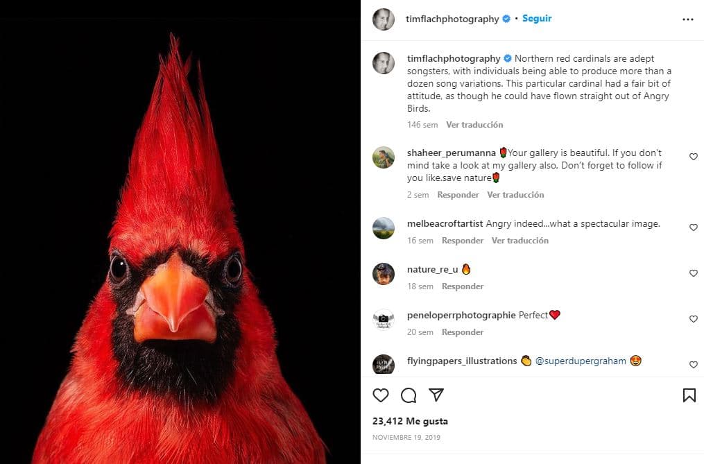 retratos-aves-raras-Cardeal vermelho