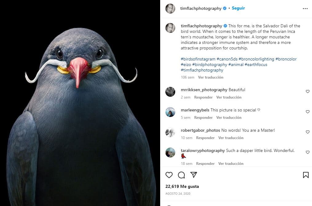 retratos-aves-raras-Charrán inca