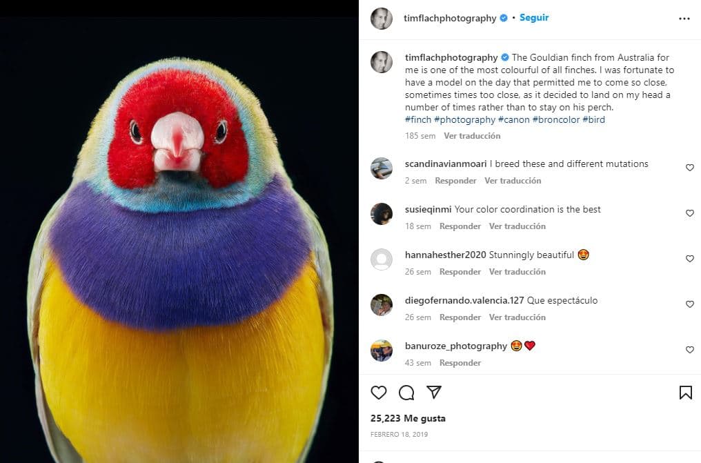 retratos-aves-raras-Diamante de Gould (casi amenazado)