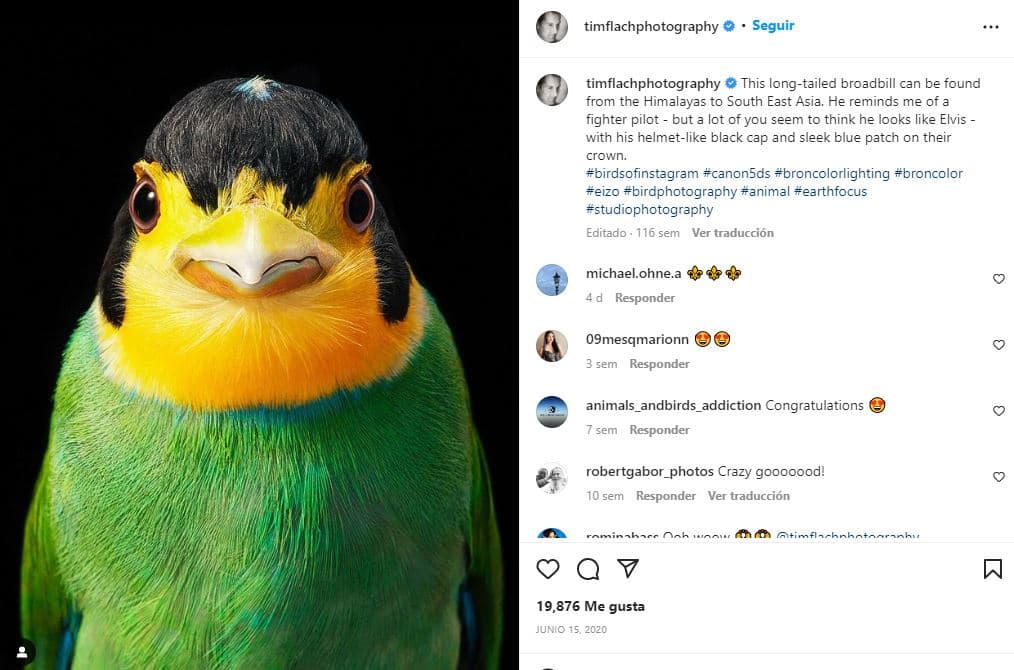 retratos-aves-raras-Eurilaimo lorito