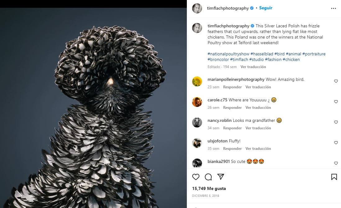 retratos-aves-raras-Gallina polaca de plumas plateadas