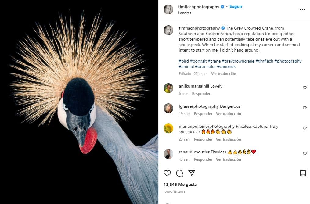 retratos-aves-raras-Grulla coronada cuelligris (en peligro de extinción)