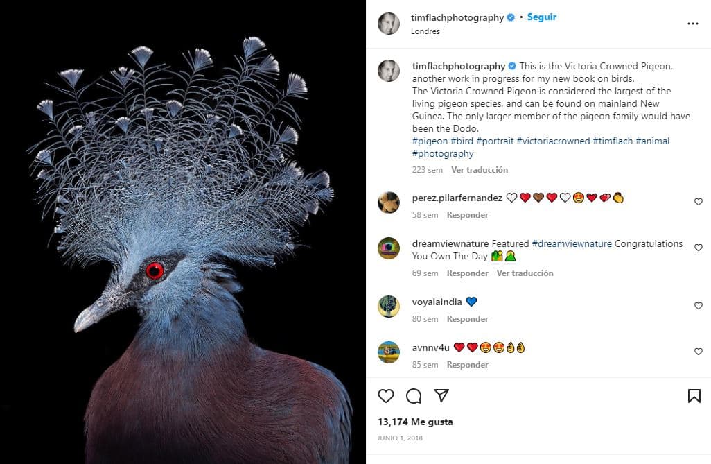 retratos-aves-raras-Gura victoria (casi amenazada)