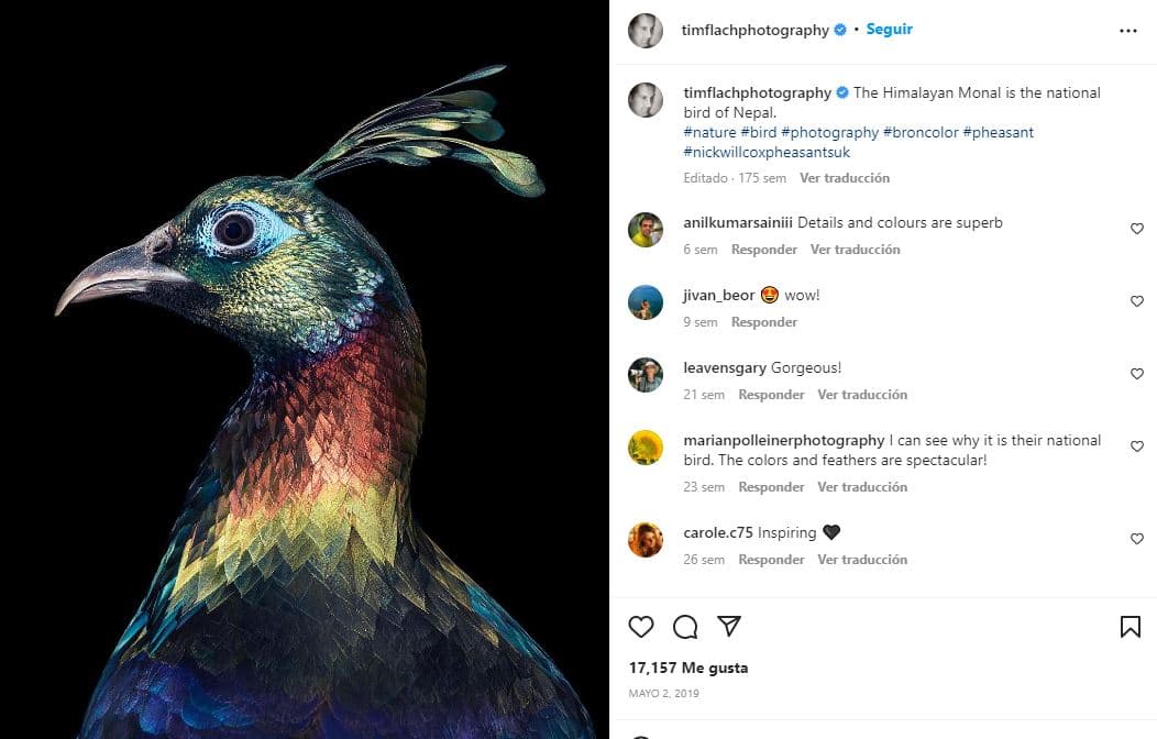 retratos-aves-raras-Monal del Himalaya