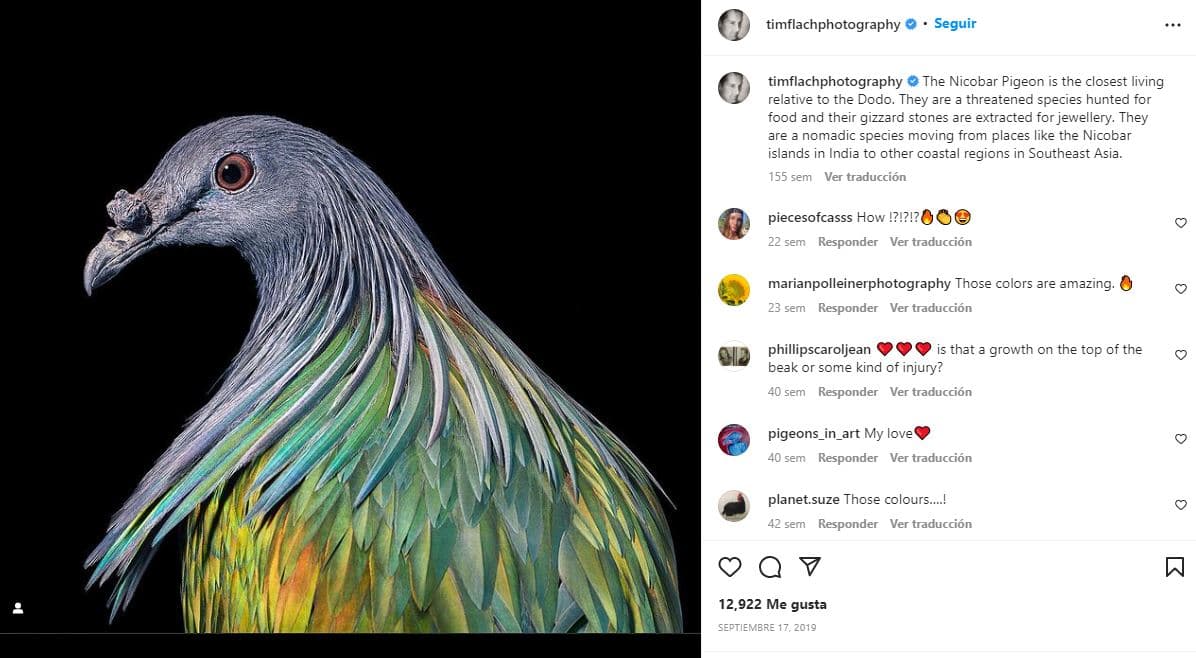 retratos-aves-raras-Paloma de Nicobar (casi amenazada)