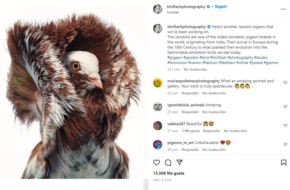 retratos-aves-raras-Paloma jacobina roja