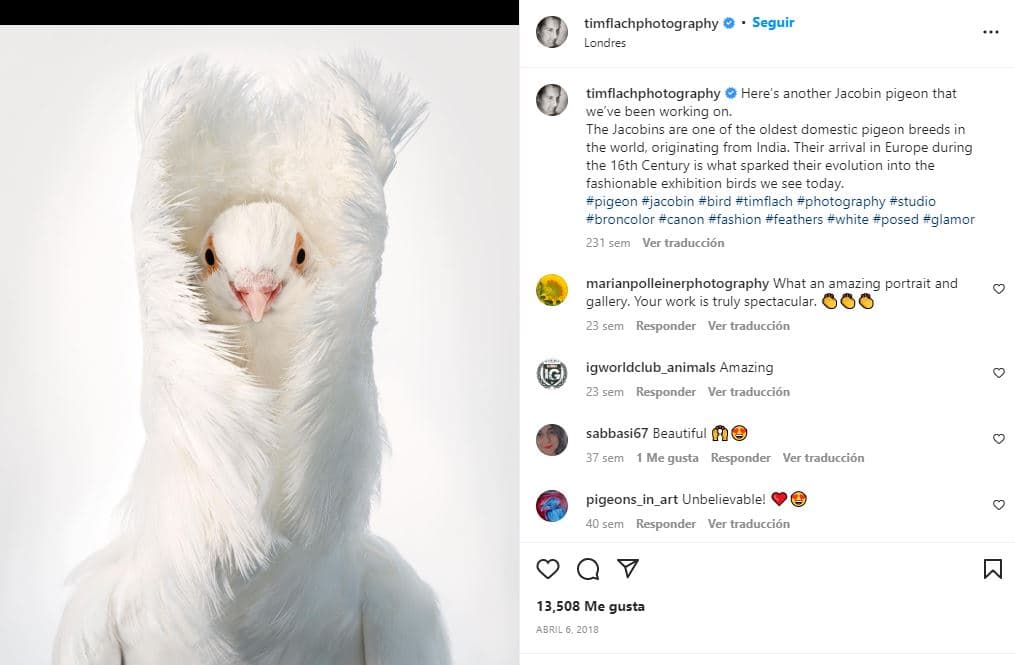 retratos-aves-raras-Paloma jacobina